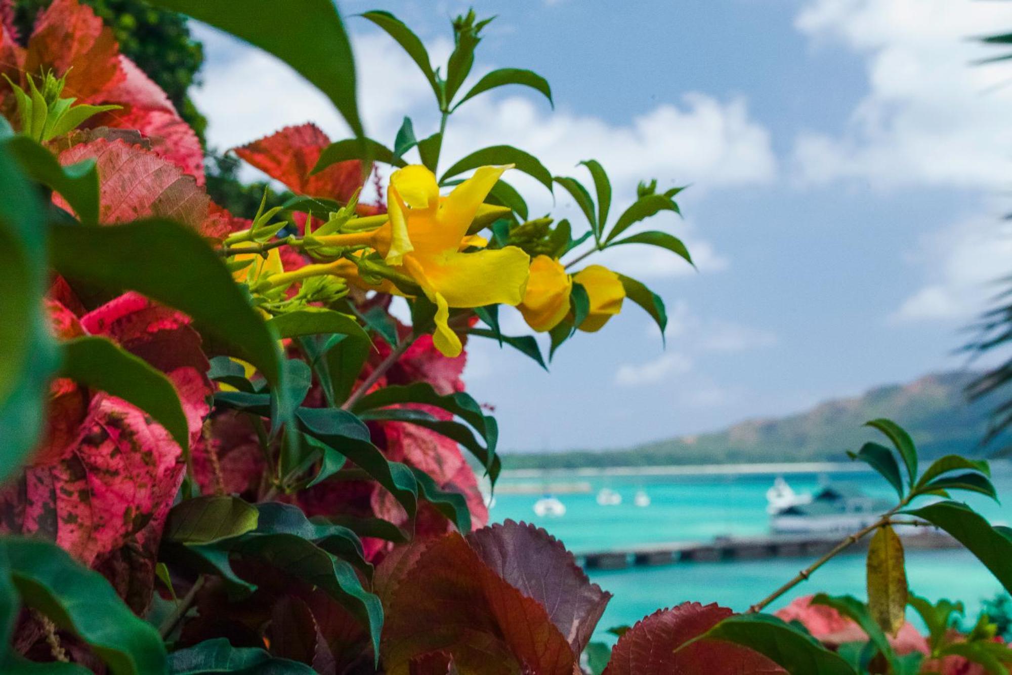 シャレー コート メール Baie Sainte Anne エクステリア 写真